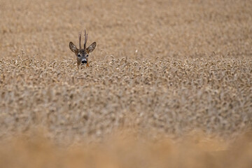 ant on a stone