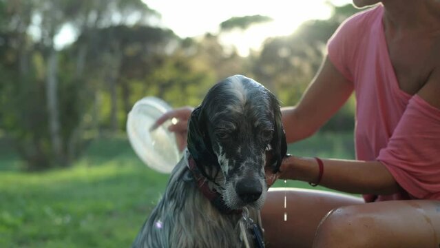 Close up of a dog during an outdoor bath. Pet care concept.