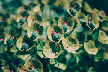 Petite plante verte dans le jardin