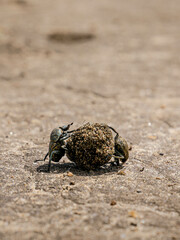 Dung beetles rolling dung ball closeup