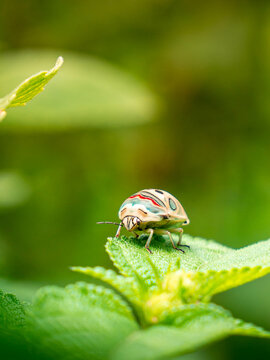 colourful african Beetle on leaf - macro closeup
