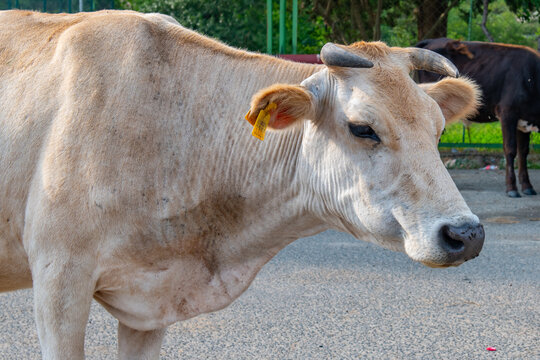 one adult beige cow is chewing grass