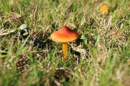 Troopers en patrouille champignon g&eacute;ant