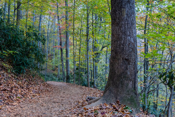 Moore's Cove Falls Trail, Smoky Mountains National Park, North Carolina