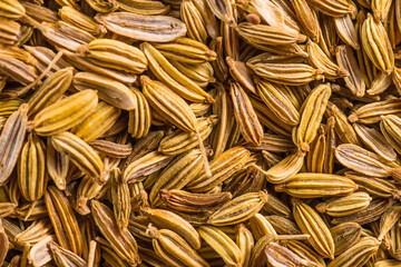 Fennel seeds, medicinal drug and spice in a macro view