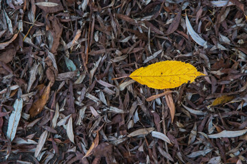 autumnal yellow painted beech leaf in a leaves heap on a street