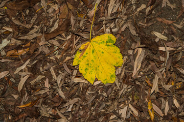 autumnal yellow painted field maple leaf in a leaves heap on a street