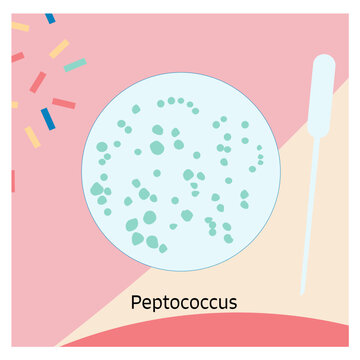 6 Bacteria Theme Peptococcus