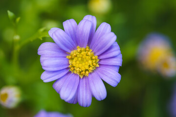Obraz premium Pink phlox subulata flowers background 