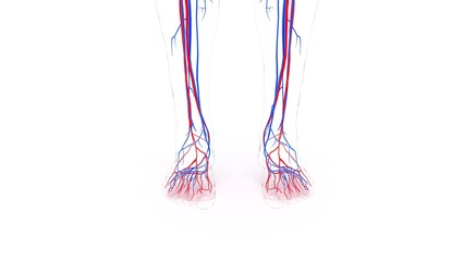 human blood vessels with heart anatomy 3d illustration