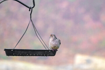 A lone Dove sits in the tray feeder with its feathers all fluffed out to keep warm on this cold...