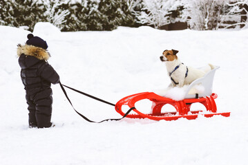 Humorous concept of dog sledding with little boy pulling sledge and dog riding as musher