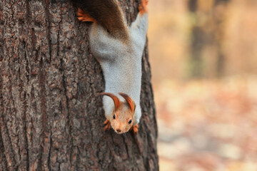 A red squirrel poses on a tree. Portrait of a funny fluffy squirrel with funny fluffy ears sitting on a tree. Soft focus.