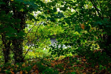 Bunte Farben im Herbst im Deutschen Wald