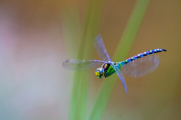 blue dragonfly on a leaf