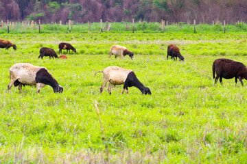Um pequeno rebanho de Carneiros Dorper no pasto se alimentando de capim.