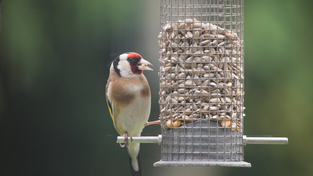 Goldfinch feeding from a garden bird feeder, United Kingdom