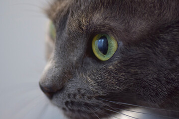 Gray cat with green eyes staring 