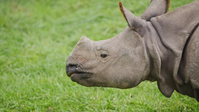 slow motion of rhino rhinoceros grazing and eating grass at public park zoo