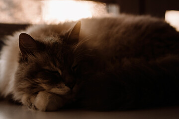 Śpiący kot - obrazy, fototapety, plakaty