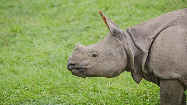 slow motion of rhino rhinoceros grazing and eating grass at public park zoo