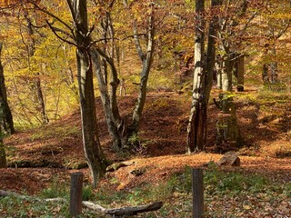 autumn in the forest