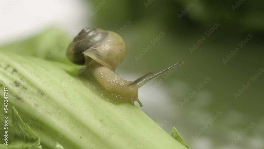 Wall mural Close-up macro shot of snail crawling on green leaf. Green background