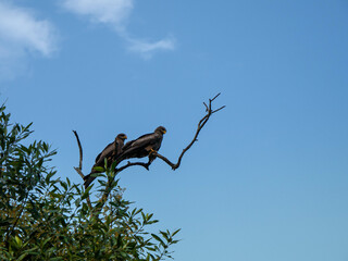 eagle eating fish on tree