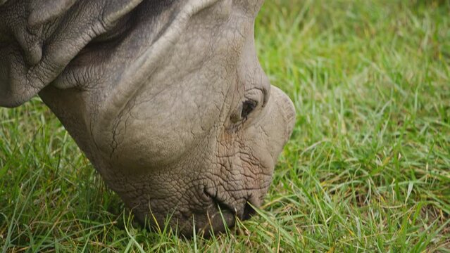 slow motion of rhino rhinoceros grazing and eating grass at public park zoo