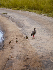 Motherbird with little chicks crossing road 