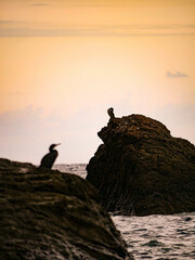 cormorans sitting during sunset on rocks by the sea 