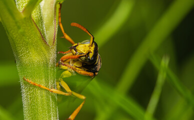 fly on leaf