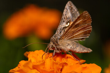 butterfly on a flower