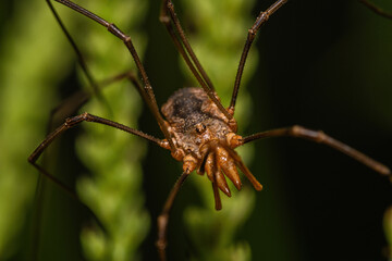 spider on a leaf