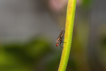 fly on leaf