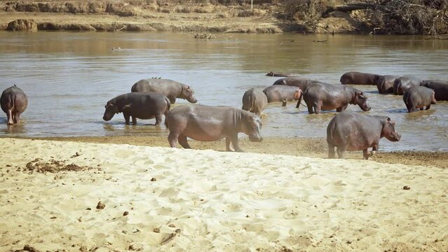 Amazing close-up of a big herd of african hippos on the river bank