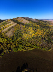 Aerial View of Fall Autumn Aspen Leaves on Trees Forest in Mountains