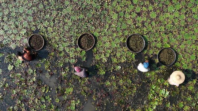 Farmers are picking water chestnuts from ponds.