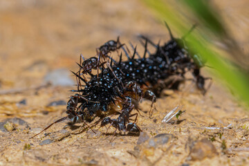 close up of a spider