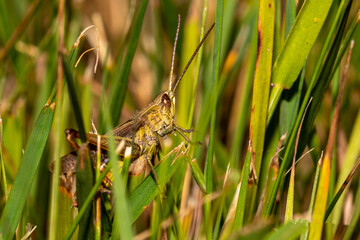 butterfly on grass