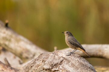 A black redstart (Phoenicurus ochruros) perched on a branch during an autumn day. The black redstart is a small passerine bird with a reddish-orange tail.