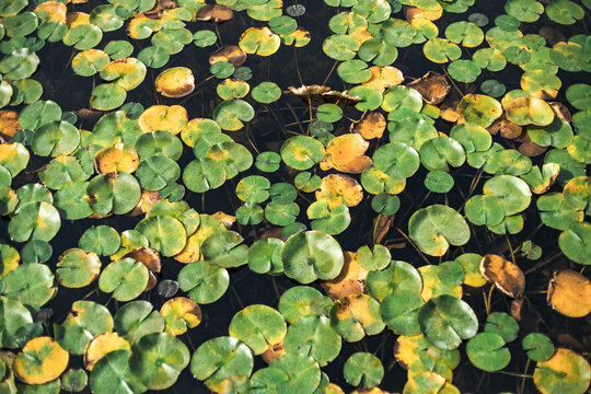 Lily Pads Floating in Pond