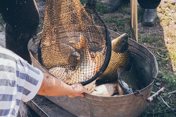 Obraz premium Shiny large carp fish unloaded from net jumping into iron basin
