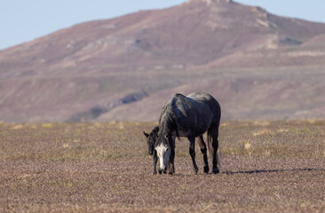 Wild Horse Mare and Foal in the Utah Desert in Spring
