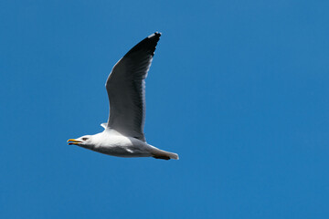Seagull flying under a clear blue sky