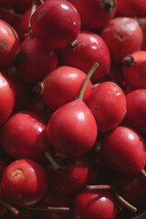 Bright red background of rose hips. Bright red background of ros