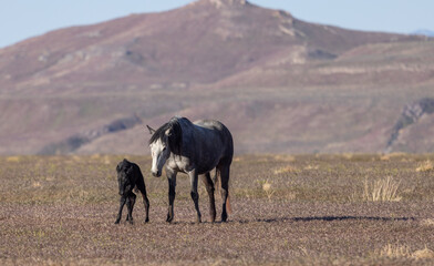 Wild Horse Mare and Foal in the Utah Desert in Spring