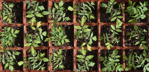 Tomato seedlings in square cultivation trays, top view. Can be used as background. The concept of organic agriculture.