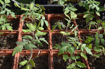 Tomato seedlings in square trays. Concept of growing your own organic food.