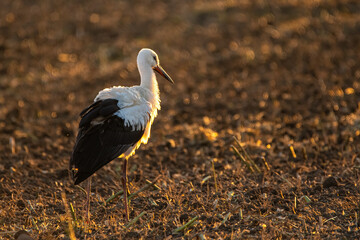 stork on the ground